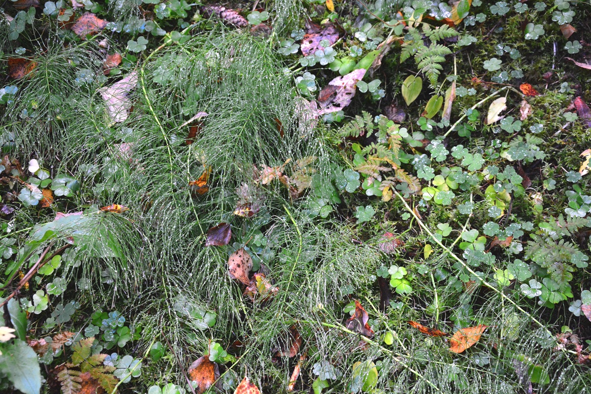 Pflanzen im feuchten Mikroklima